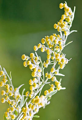 wormwood flower